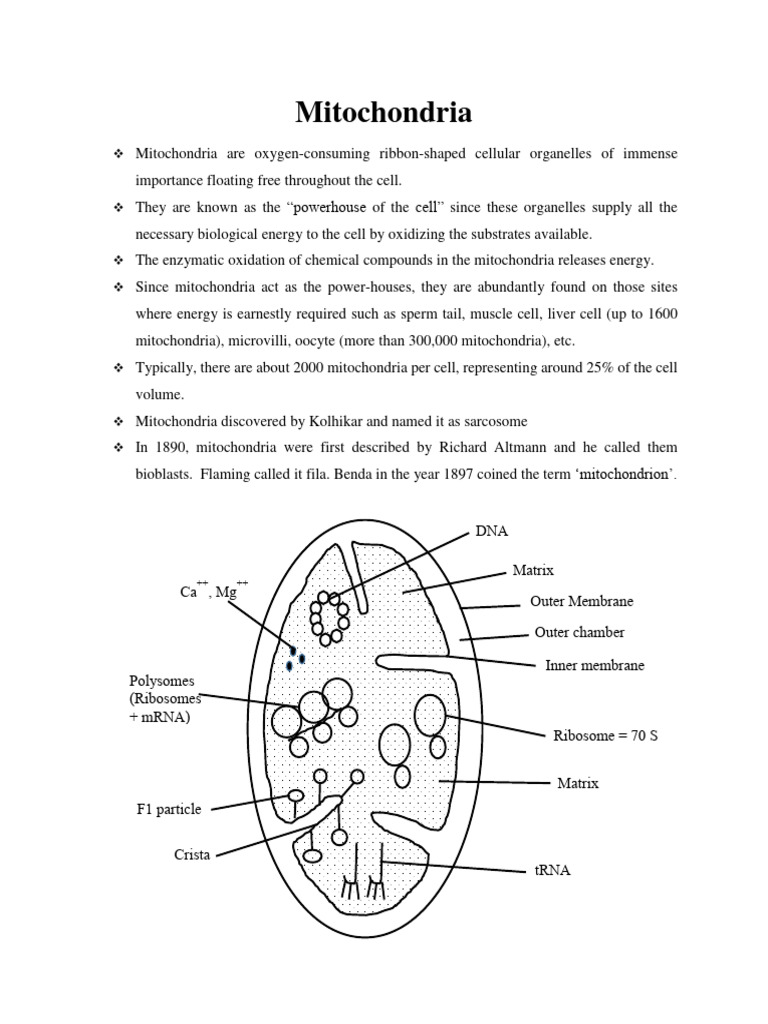 Mitochondria: Structure and Function | PDF | Mitochondrion | Adenosine ...