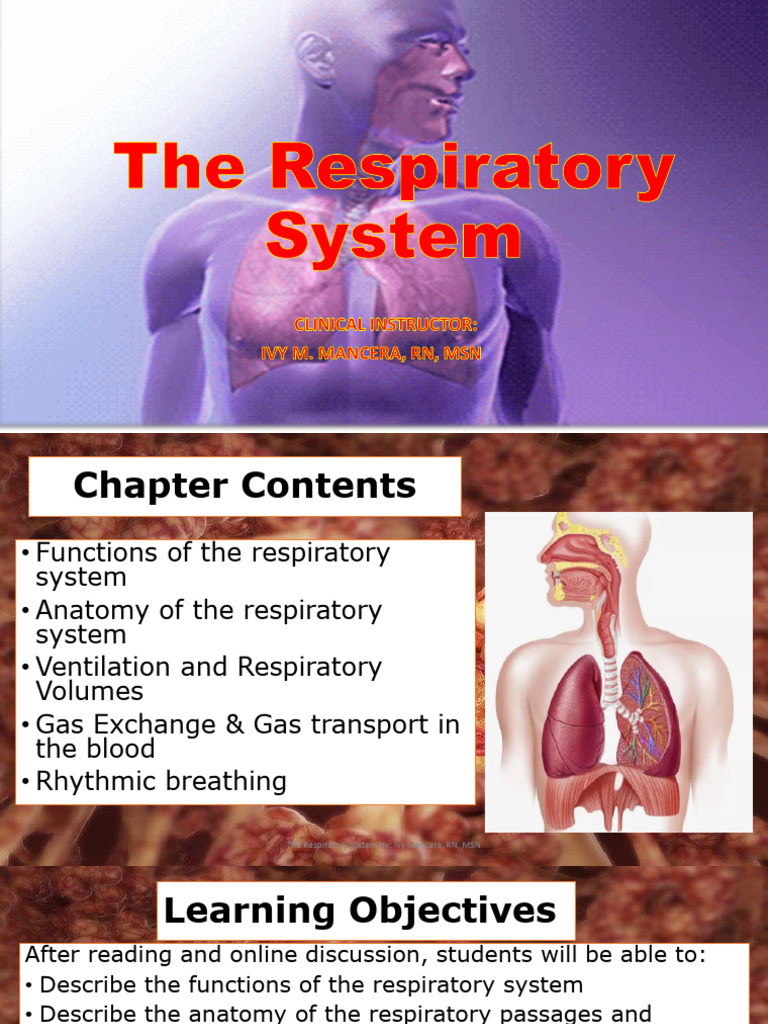 1 Anatomy of The Respiratory Ssystem | PDF | Respiratory Tract | Human Nose