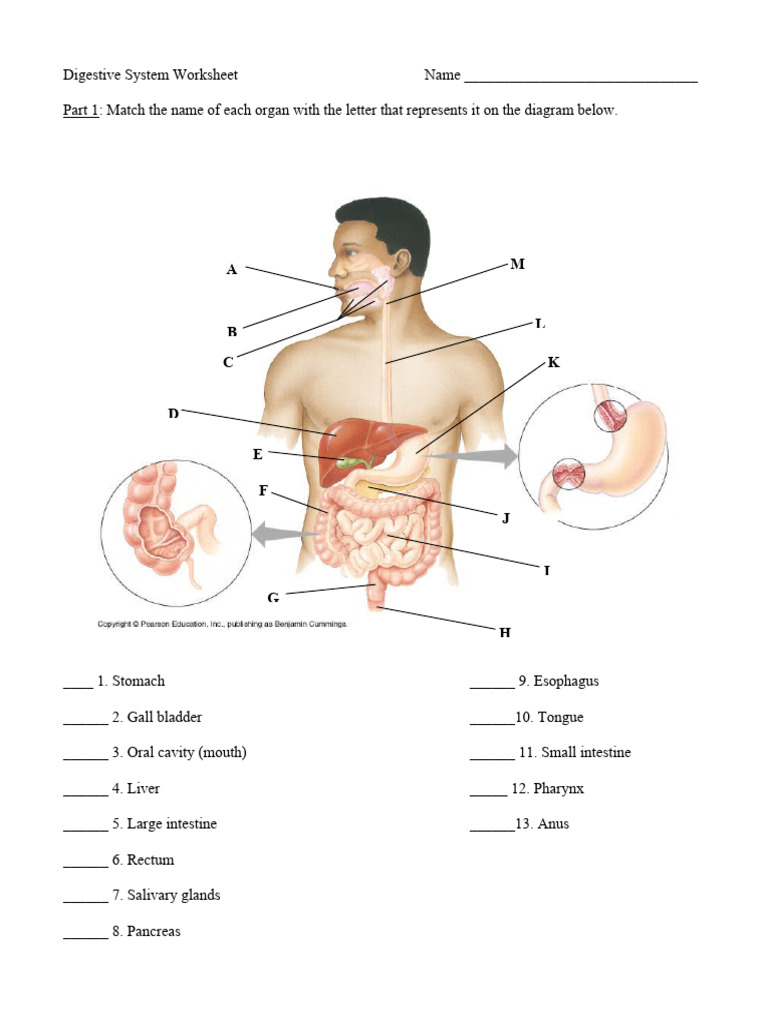 Digestive System Organ Matching Worksheet | PDF | Digestion | Human ...