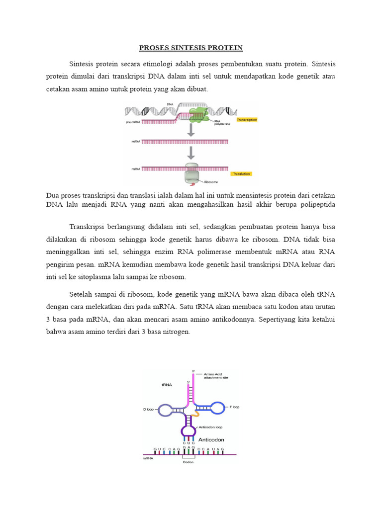 Proses Sintesis Protein Secara Singkat | PDF