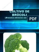 Cultivo de Brócoli