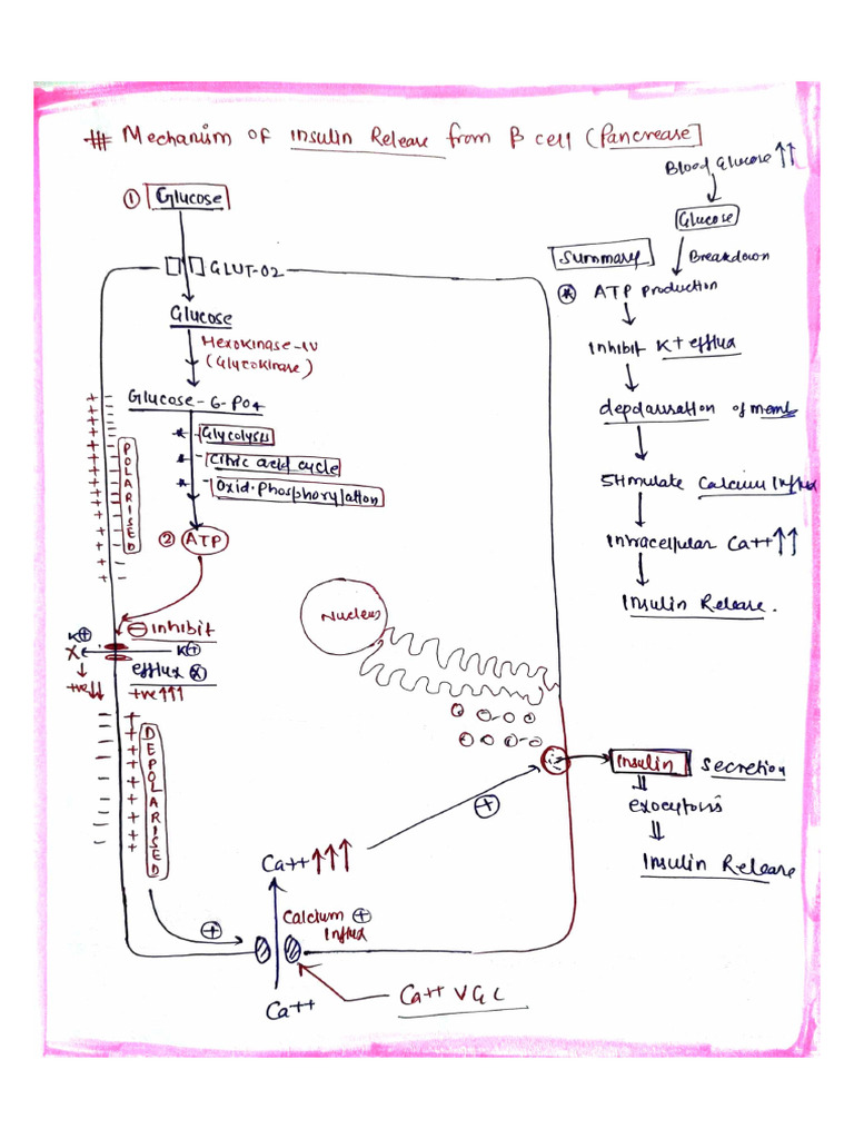 Image Result For Insulin Release How Its Triggered And Regulated