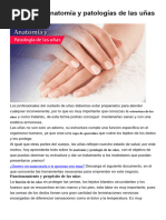 Anatomía de La Uña y Sus Partes | PDF | Clavo (anatomía) | Sistema ...