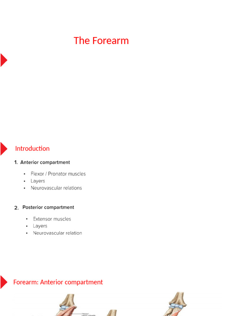FOREARM MUSCLES A COMPREHENSIVE ANATOMICAL GUIDE FOR MEDICAL visual data 4