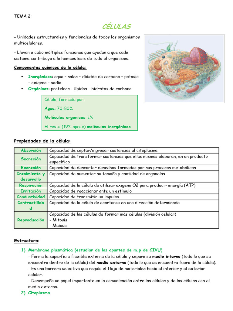 Estructura y Funciones de las Células | PDF | Citoplasma | Biología ...