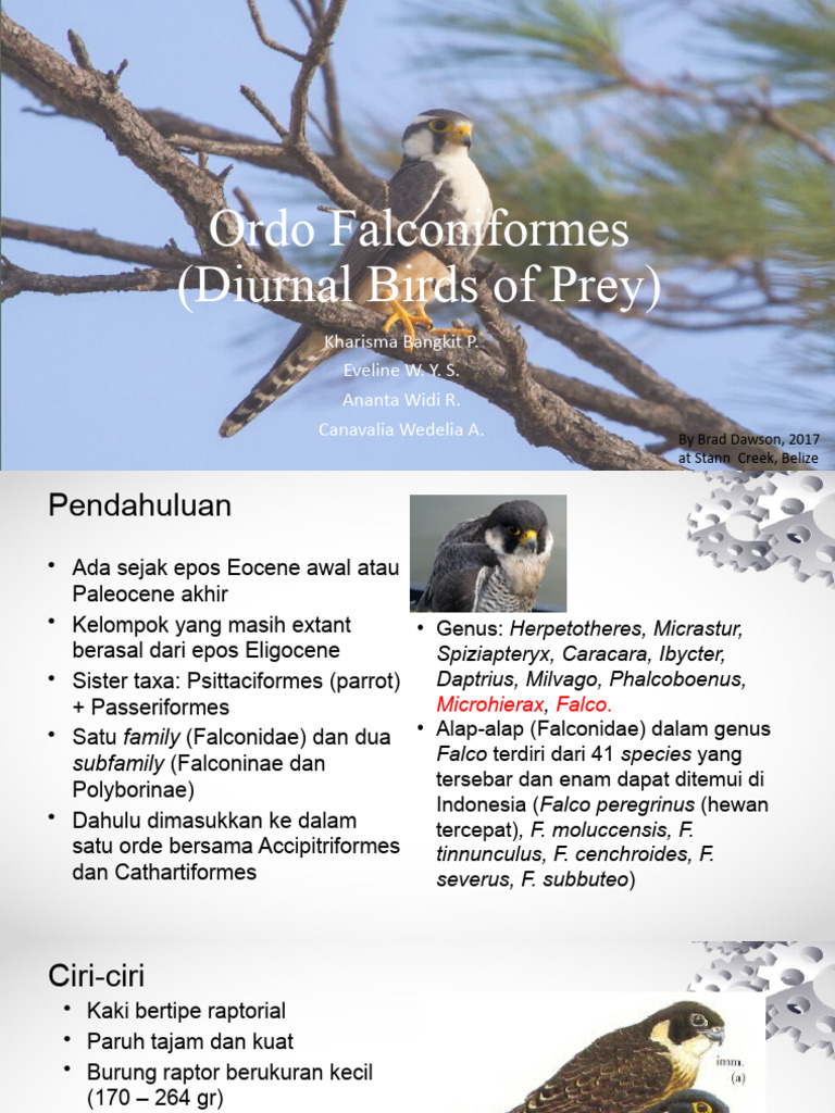 5 - Ordo Falconiformes - Kelompok 5 | PDF | Ilmu Sosial