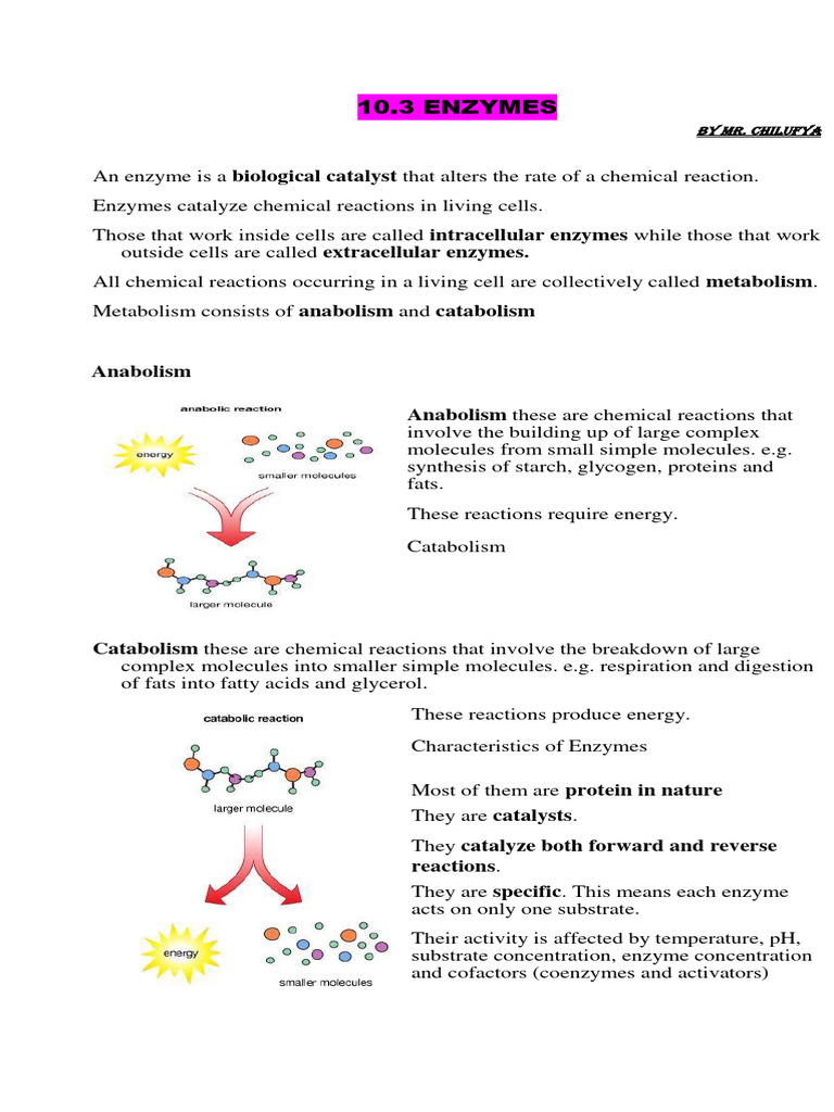 10.3. Enzymes (1) | PDF | Enzyme | Active Site