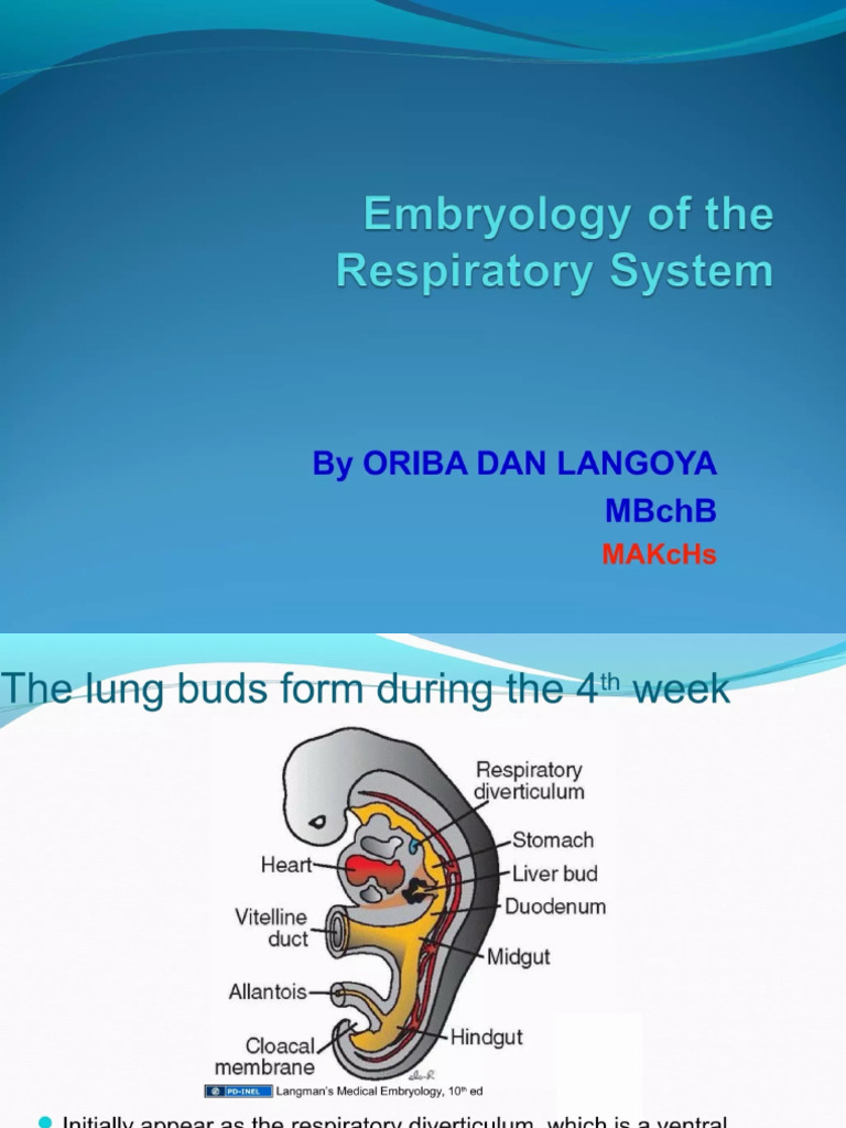 Embryology of The Respiratory System | PDF