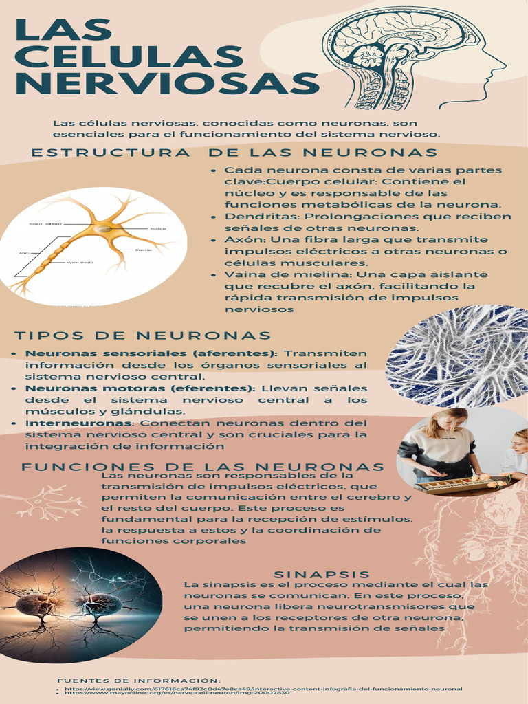 Funciones y Tipos de Neuronas | PDF | Neurona | Sistema nervioso