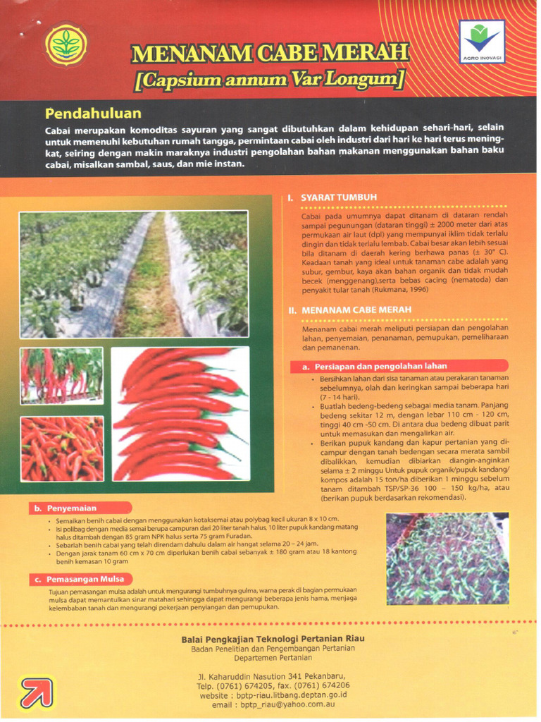 Menanam Cabe Merah | PDF