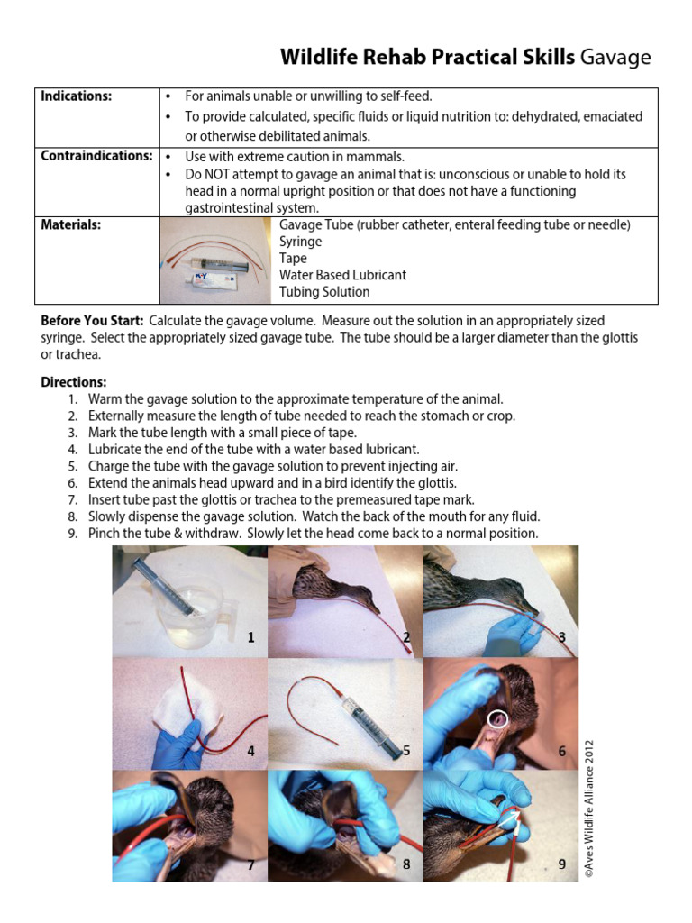 Wildlife Rehab: Gavage & Injection Techniques | PDF | Injection (Medicine)