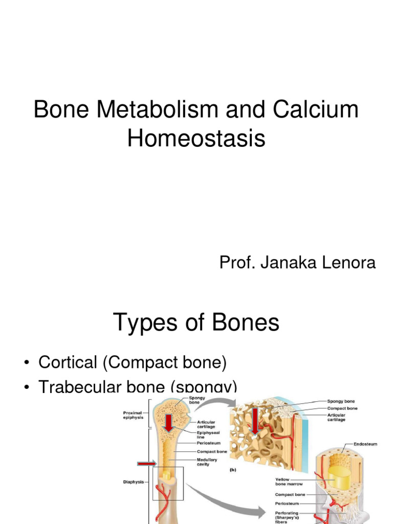 Calcium Metabolism and Bone Health | PDF | Bone | Osteoblast