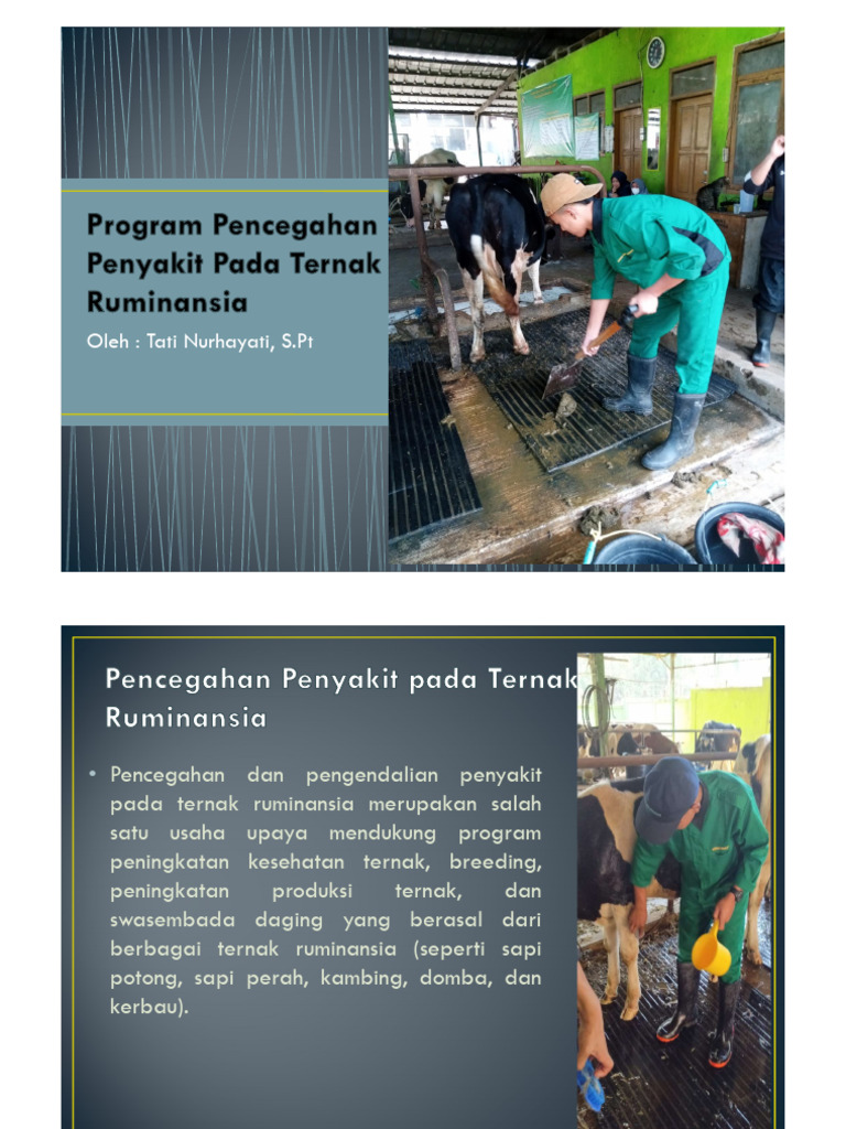 Pencegahan Penyakit Ternak Ruminansia | PDF