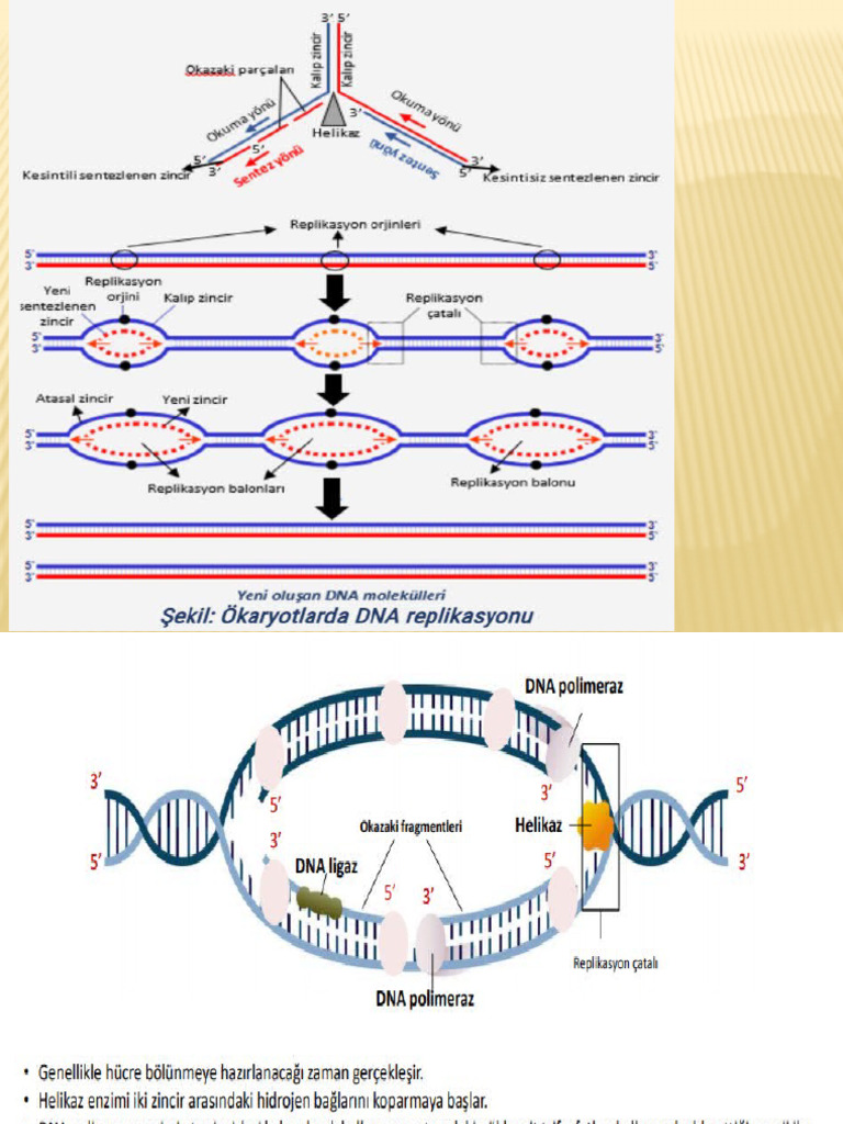 DNA Nın Replikasyonu-2 | PDF