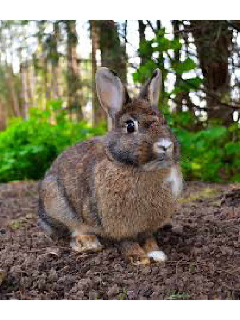 Rabbit 1 | PDF