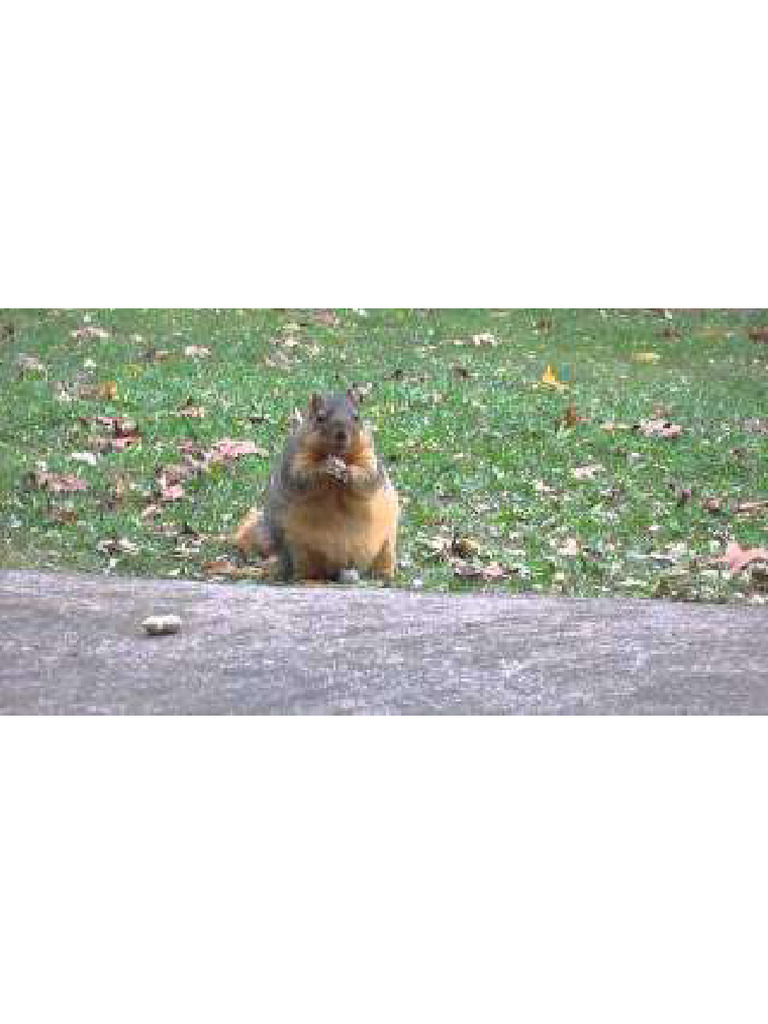 Squirrel | PDF