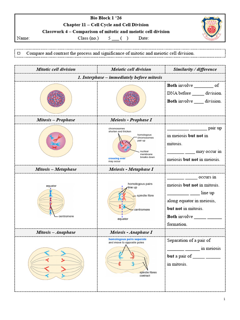 Classwork 11 4 Comparison of Mitotic and Meiotic Cell Division Blank