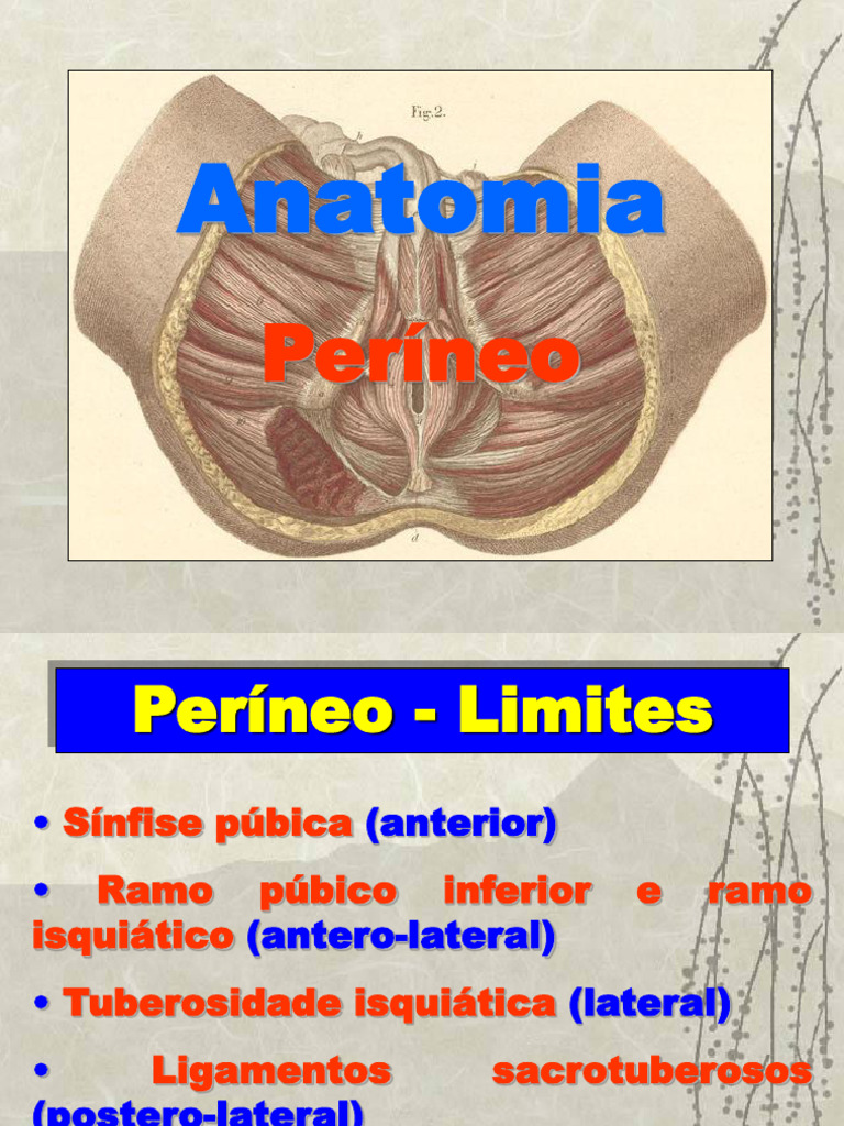Anatomia - Períneo | PDF | Sistema reprodutivo | Sistema reprodutivo de ...