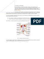 Regulación de Las Funciones Corporales y Homeostasis