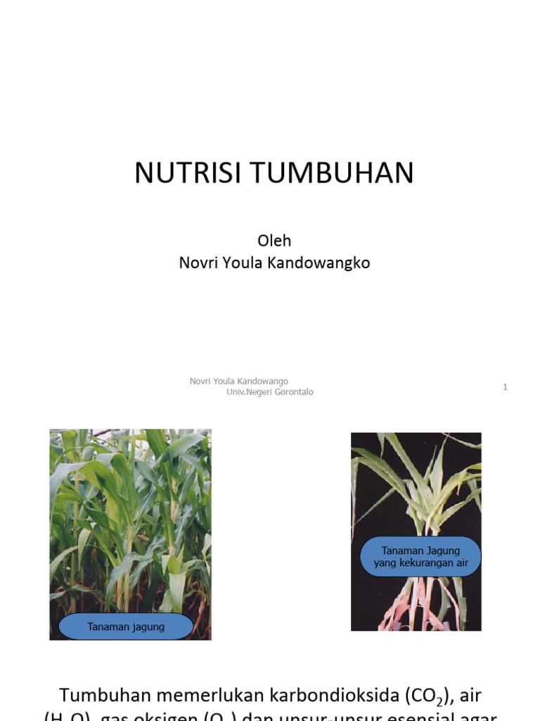 Slide Nutrisi Tumbuhan Pdf