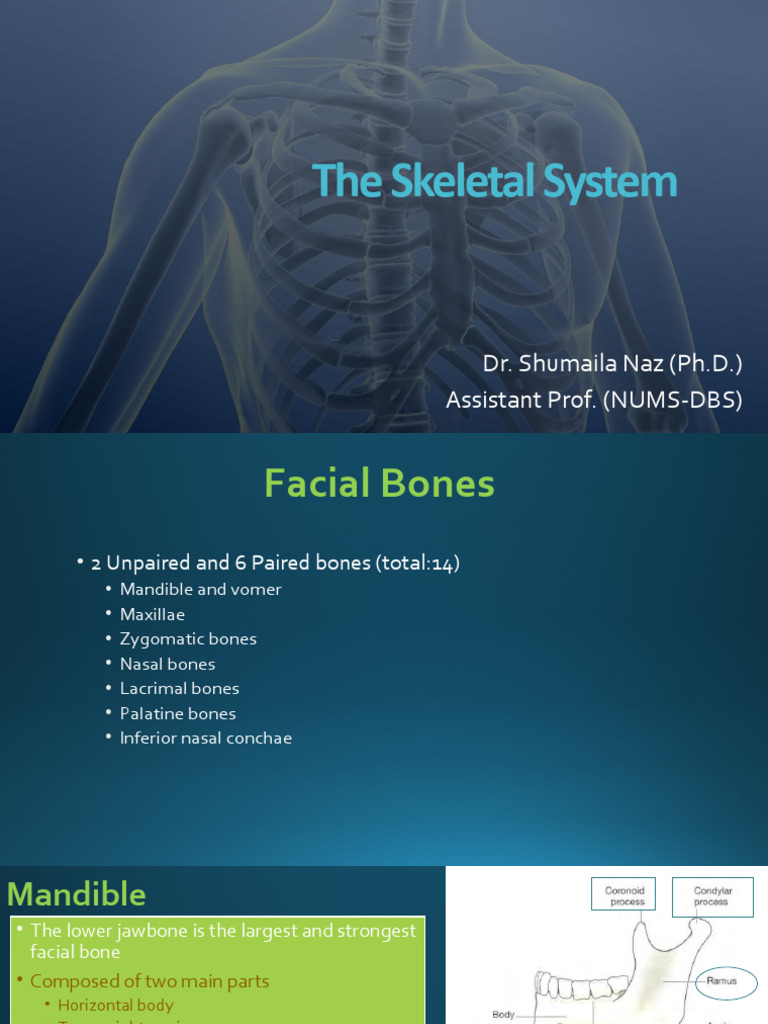 Overview of the Skeletal System | PDF | Vertebra | Vertebral Column