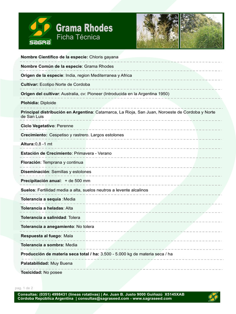 Ficha Técnica de Grama Rhodes (Chloris gayana) | PDF | Agricultura ...