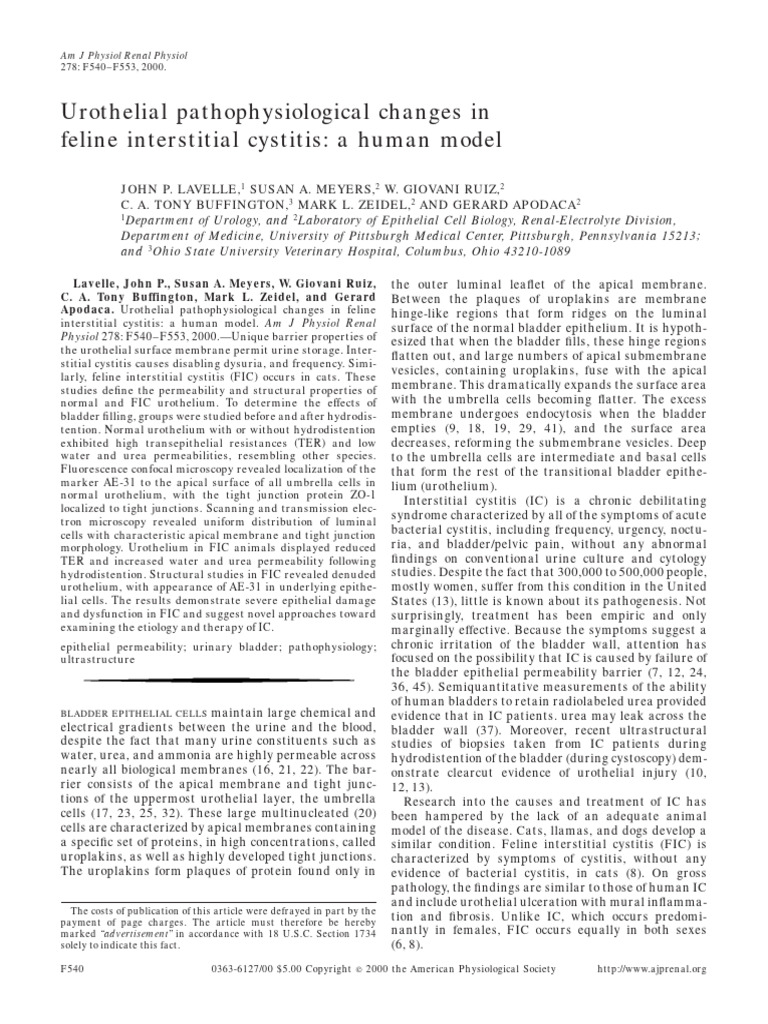 Human Model Interstitial Cistitis | PDF | Cell Membrane | Microscope
