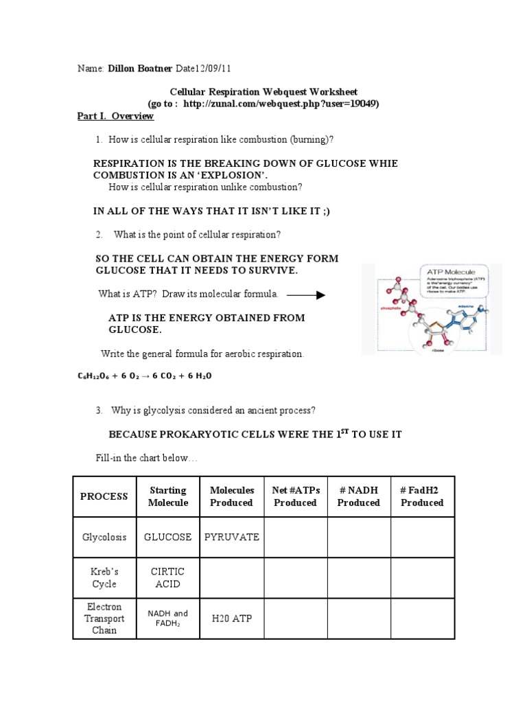 Cellular Respiration Webquest Answer Key Pdf
