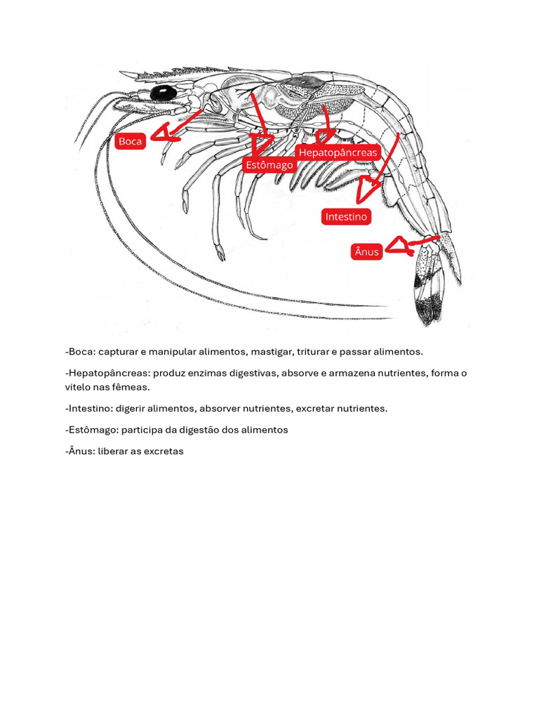 Anatomia do Sistema Digestivo do Camarão | PDF