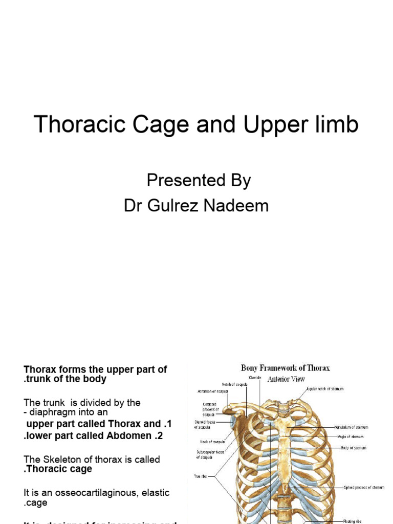 5 The Skeletal System - Iii | PDF | Thorax | Vertebra