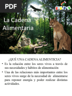 Cadena Alimenticia