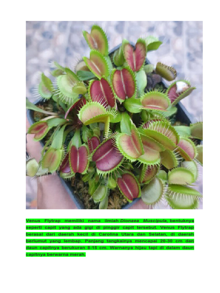 Tumbuhan Karnivor: Venus Flytrap dan Rafflesia | PDF | Sains & Matematika