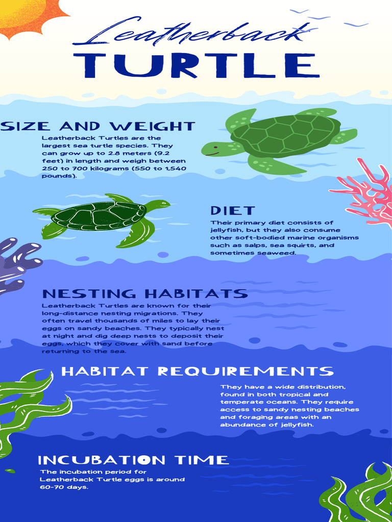 Leatherback | PDF | Sea Turtle