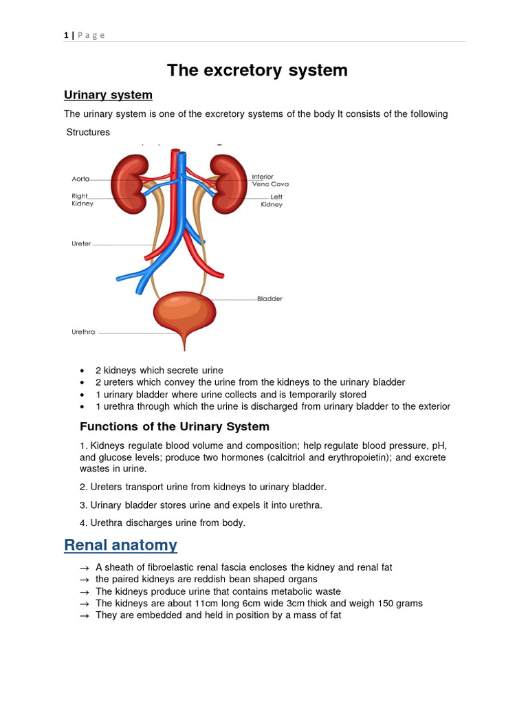 Excretory System GNM | PDF | Kidney | Organ (Anatomy)