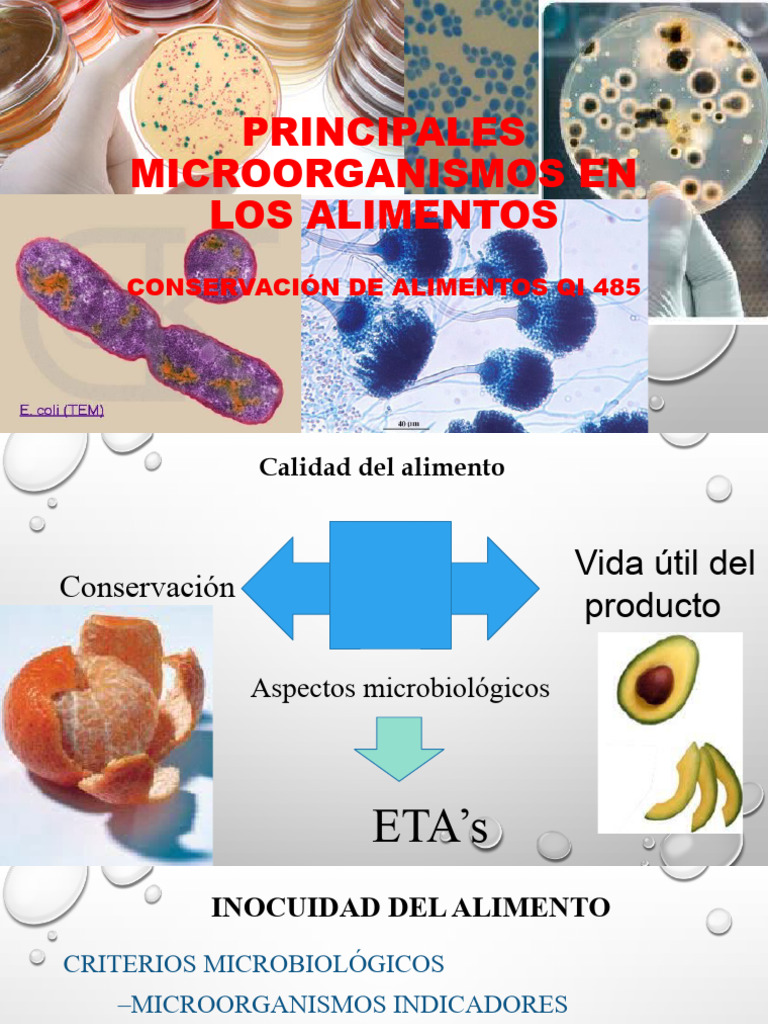 No 2 PRINCIPALES MICROORGANISMOS EN LOS ALIMENTOS | PDF | Salmonela ...