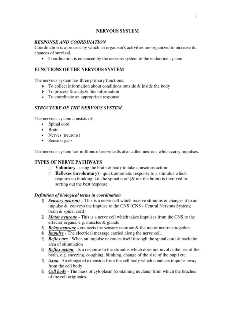 Nervous - System - Updated | PDF | Nerve | Stimulus (Physiology)