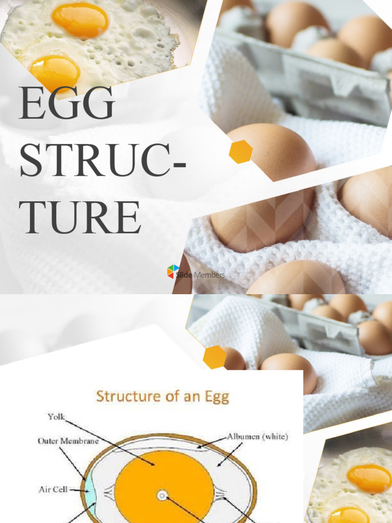 Egg Structure and Composition Overview | PDF