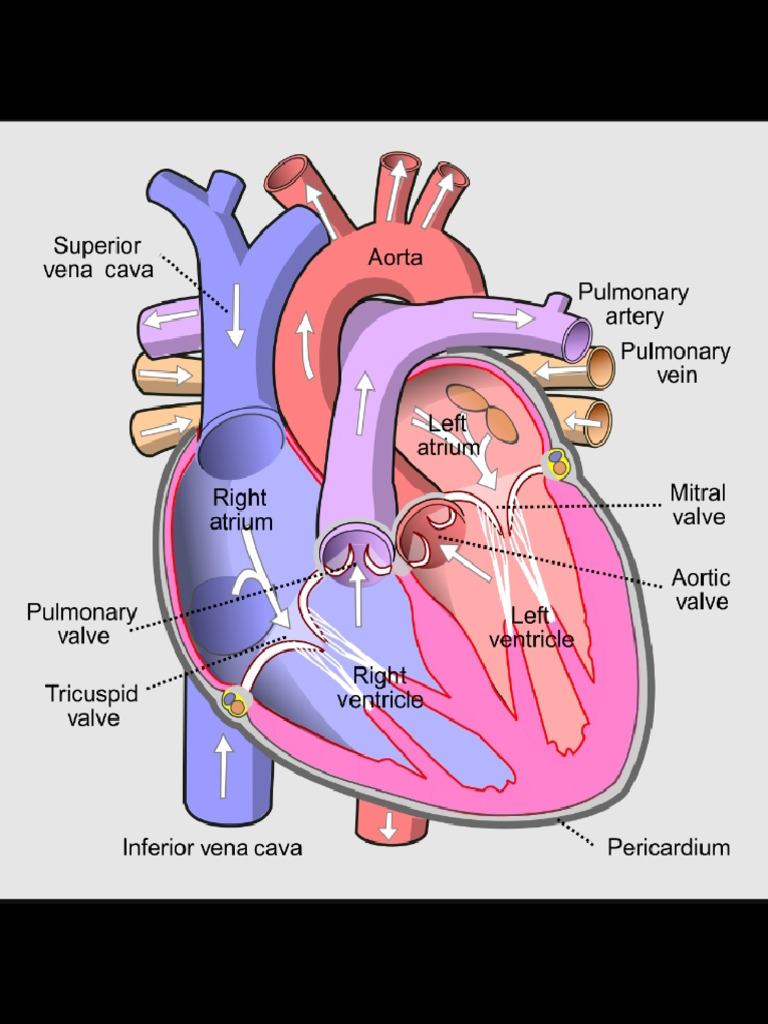 Structure of A Heart | PDF