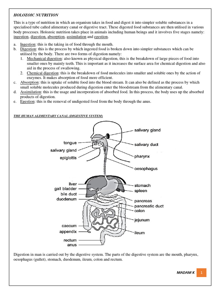 WHAT IS HOLOZOIC NUTRITION IN URDU visual data 4