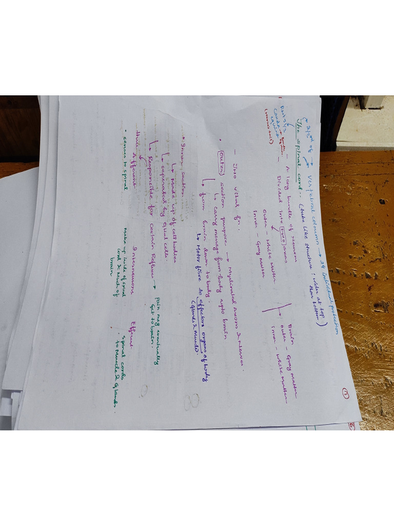 spinal cord | PDF