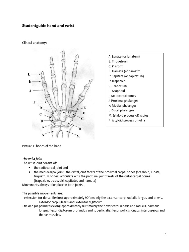 Studentguide Hand and Wrist | PDF | Thumb | Hand