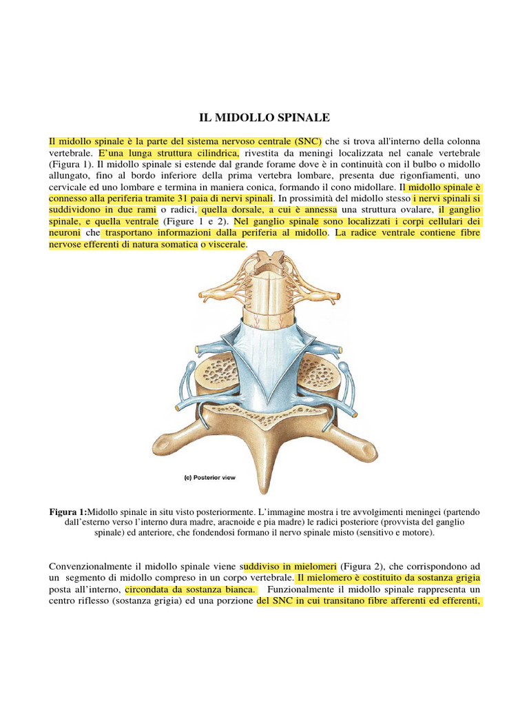 7 Midollo Spinale | PDF