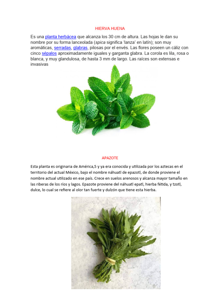 Hierva Huena | PDF | Plantas | Botánica