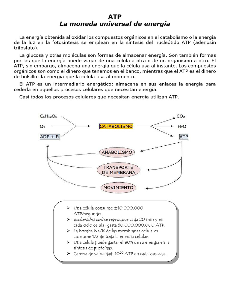 2 Atp | PDF | Trifosfato de adenosina | Respiración celular