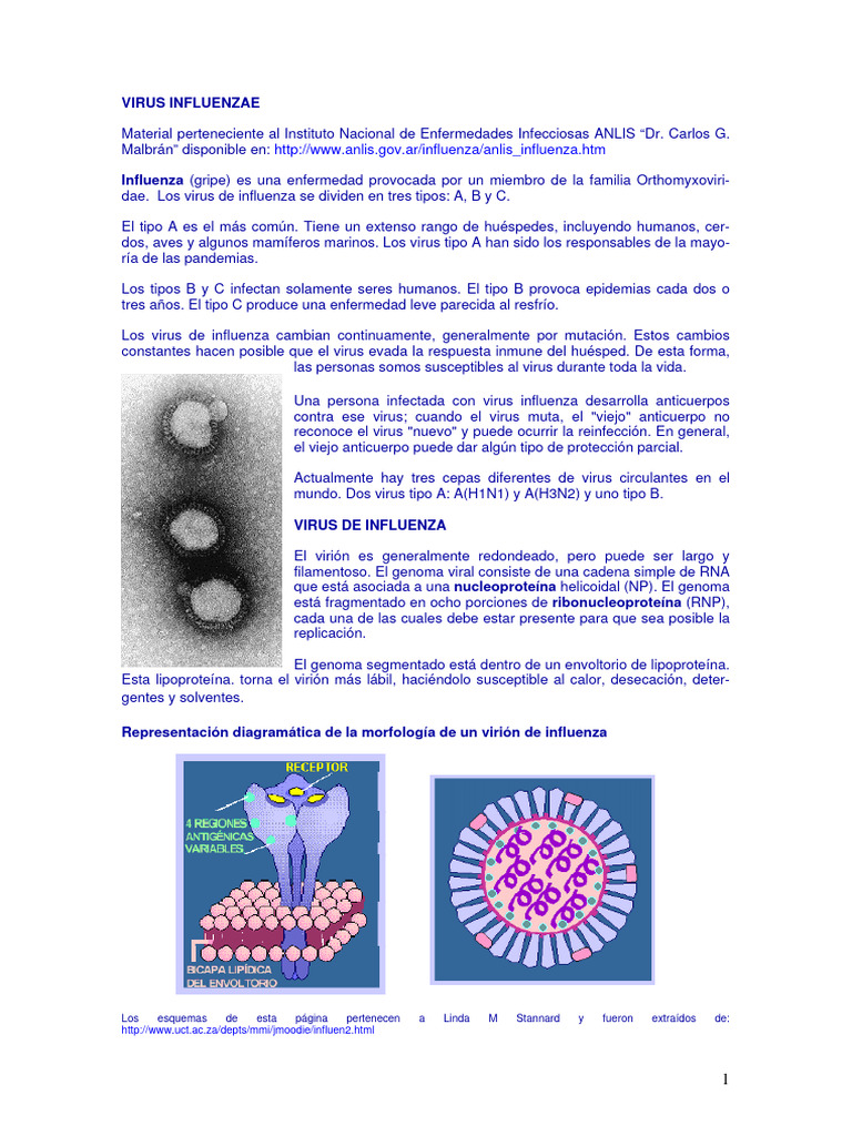Influenza: Tipos, Ciclo y Epidemiología | PDF | Virus de la Influenza A ...