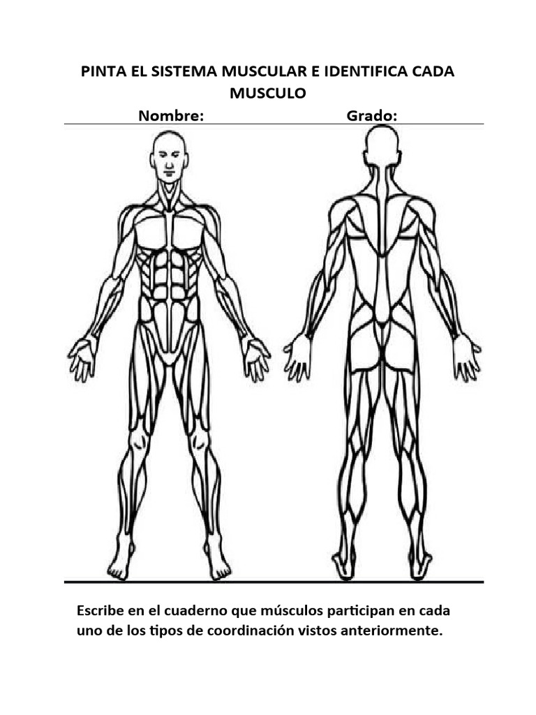 Pinta El Sistema Muscular e Identifica Cada Musculo Nombre | PDF | Bailes
