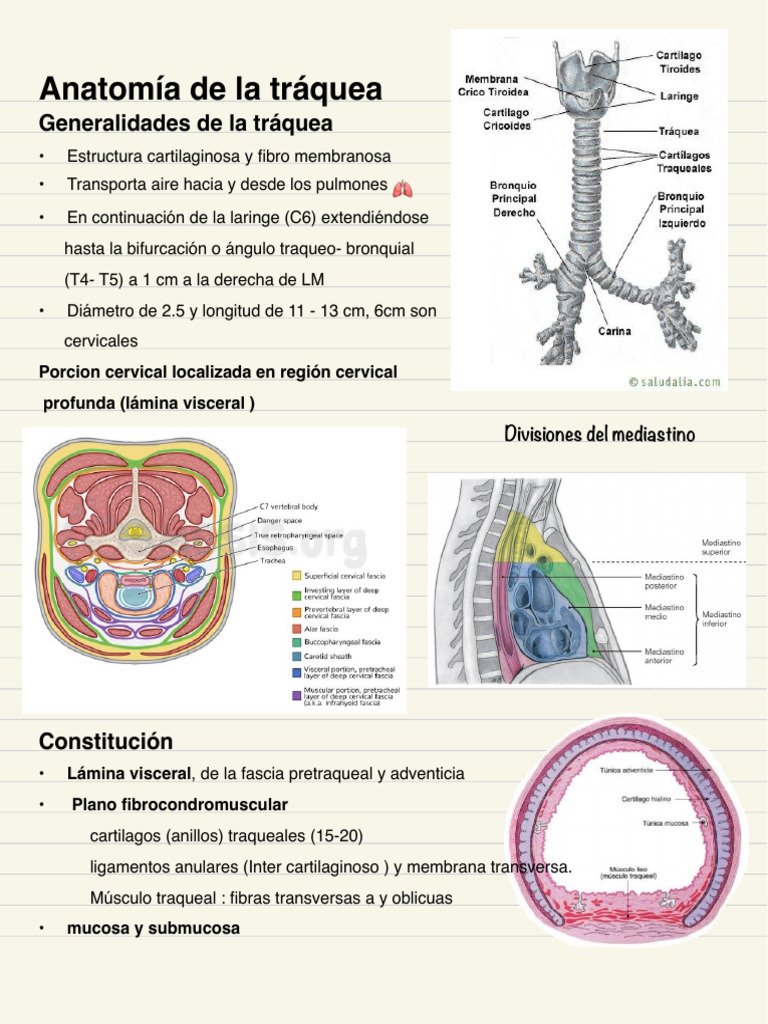 Anatomía de Tráquea y Bronquios | PDF | Pulmón | Tórax
