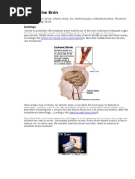 Download Stroke  Brain by junver SN7565028 doc pdf