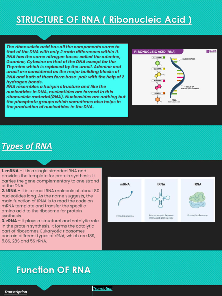 STRUCTURE OF RNA (Ribonucleic Acid) | PDF | Science & Mathematics ...