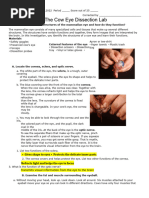 Pig Eye Dissection and Anatomy Guide | PDF | Human Eye | Eye